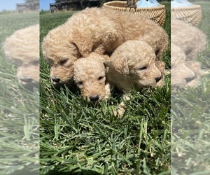 Goldendoodle Puppy for sale in WILEY, CO, USA