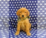 Small Photo #1 Golden Retriever Puppy For Sale in CHRISTIANA, PA, USA
