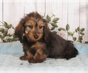 Dachshund Puppy for sale in PENNS CREEK, PA, USA