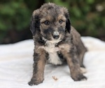 Puppy Drax Miniature Bernedoodle