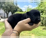 Small Belgian Malinois