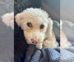Small #1 Bichpoo