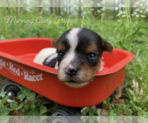 Biewer Terrier Puppy for Sale in WINSLOW, Arkansas USA