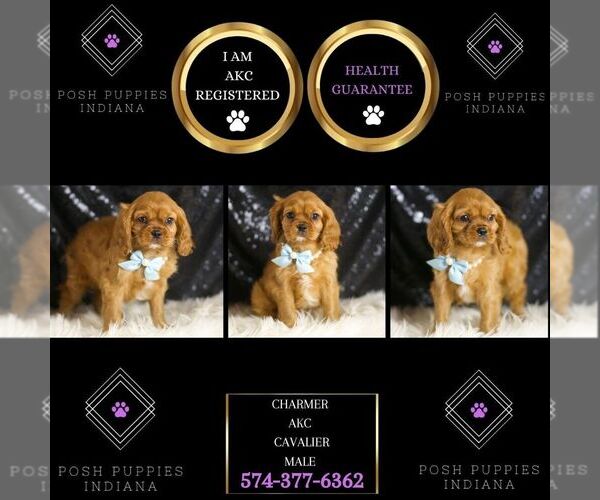 Medium Photo #2 Cavalier King Charles Spaniel Puppy For Sale in WARSAW, IN, USA