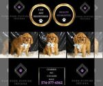 Small #1 Cavalier King Charles Spaniel