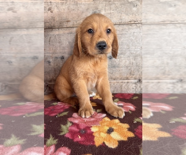 Medium Photo #5 Golden Retriever Puppy For Sale in VERMONTVILLE, MI, USA