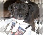 Small #2 German Shorthaired Lab