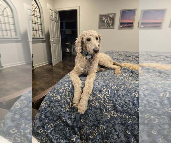 Medium Photo #1 Labrador Retriever-Unknown Mix Puppy For Sale in Boston, MA, USA