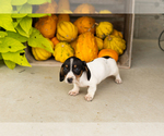 Sawyer - Male Dachshund Puppy for Sale - Photo #3