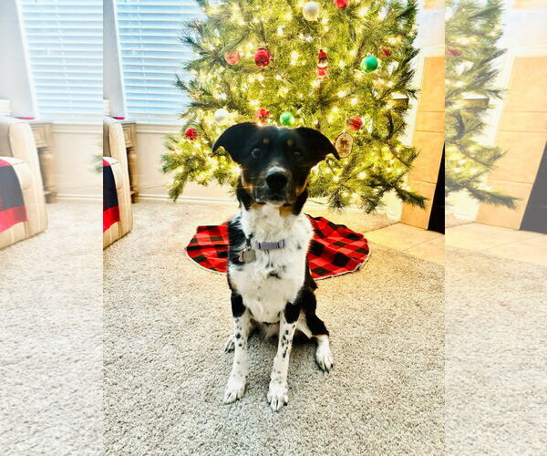 Medium Photo #1 Mutt Puppy For Sale in Denton, TX, USA