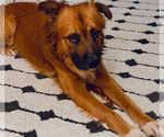 Small #3 Chow Chow Mix