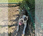 Small American Pit Bull Terrier Mix