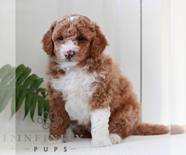 Medium Photo #3 Goldendoodle (Miniature) Puppy For Sale in LANCASTER, PA, USA