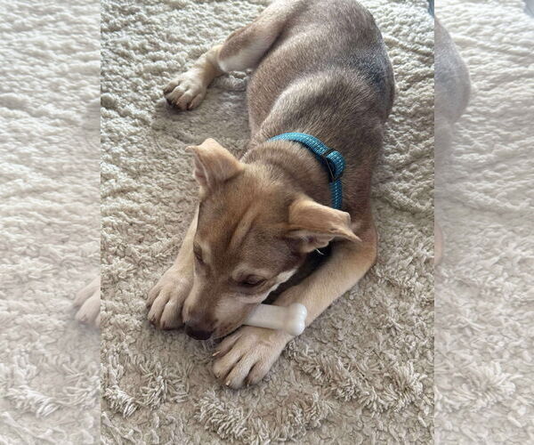 Medium Photo #4 German Shepherd Dog-Huskies  Mix Puppy For Sale in Berlin, MD, USA