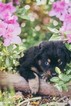 Puppy 0 Bernese Mountain Dog-Labrador Retriever Mix