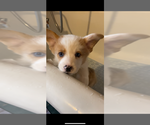 Small Photo #2 American Corgi Puppy For Sale in INDEPENDENCE, MO, USA