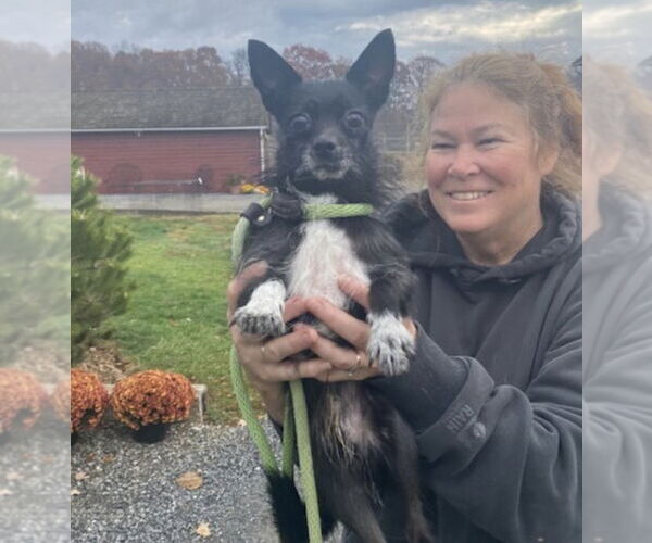 Medium Photo #1 Chihuahua-Unknown Mix Puppy For Sale in Unionville, PA, USA