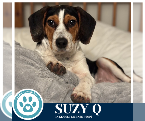 Medium Photo #4 Beagle-Unknown Mix Puppy For Sale in Kimberton, PA, USA