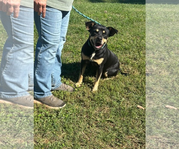 Medium Photo #1 Rottweiler-Unknown Mix Puppy For Sale in Rustburg, VA, USA
