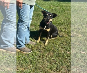 Rottweiler-Unknown Mix Dogs for adoption in Rustburg, VA, USA