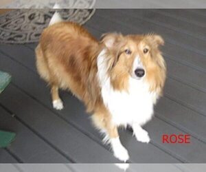 Mother of the Shetland Sheepdog puppies born on 07/13/2025