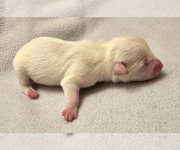 Medium Photo #5 Chiweenie Puppy For Sale in Olalla, WA, USA