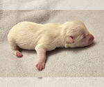 Small #4 Chiweenie