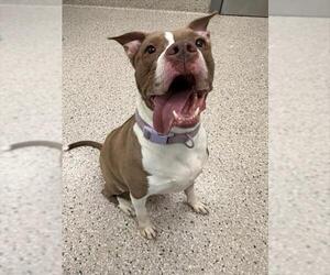 Mutt Dogs for adoption in Brighton, CO, USA