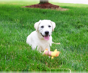 Medium Labrador Retriever