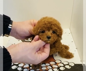 Poodle (Toy) Puppy for sale in WELLESLEY, MA, USA