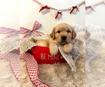 Small Photo #32 Golden Retriever Puppy For Sale in WASECA, MN, USA