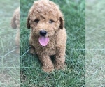 Small Photo #3 Labradoodle-Poodle (Miniature) Mix Puppy For Sale in BOWLING GREEN, KY, USA