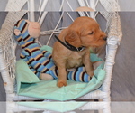 Puppy 3 Golden Retriever