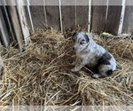 Puppy Puppy 1 Australian Shepherd