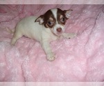 Small #5 Chihuahua