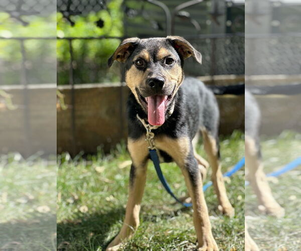 Medium Photo #7 Mutt Puppy For Sale in Brooklyn Center, MN, USA
