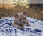 Small #3 French Bulldog