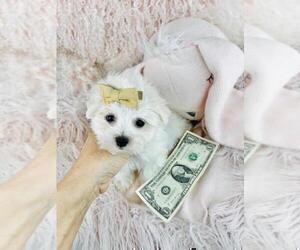 Maltese Puppy for Sale in DACULA, Georgia USA
