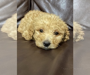Goldendoodle Puppy for sale in DULUTH, GA, USA