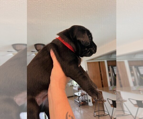 Medium Photo #2 Golden Labrador Puppy For Sale in PORT ORANGE, FL, USA