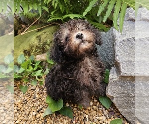 Poodle (Toy) Puppy for sale in DRY PRONG, LA, USA