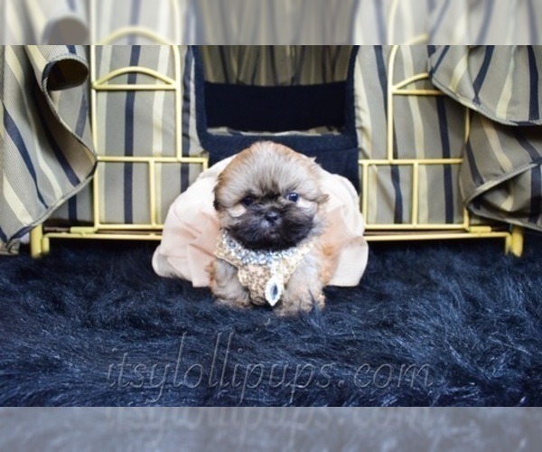 Medium Photo #36 Shih Tzu Puppy For Sale in HAYWARD, CA, USA
