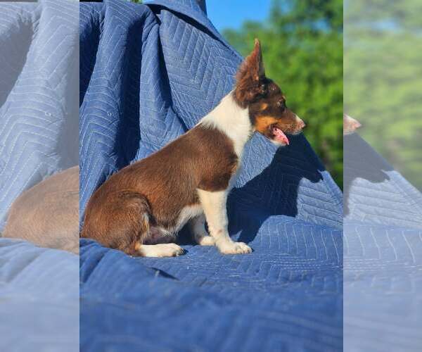 Medium Photo #5 Australian Shepherd-Chihuahua Mix Puppy For Sale in Wakefield, RI, USA