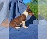 Small #4 Australian Shepherd-Chihuahua Mix