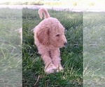 Puppy Princess Goldendoodle