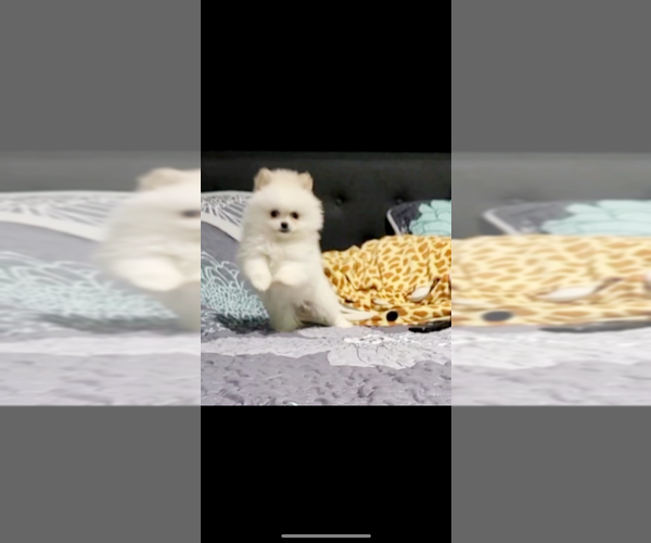 Medium Photo #1 Pomeranian Puppy For Sale in SAN DIEGO, CA, USA