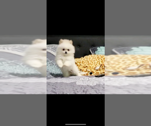 Pomeranian Puppy for sale in SAN DIEGO, CA, USA