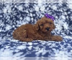 Small #2 Cavapoo