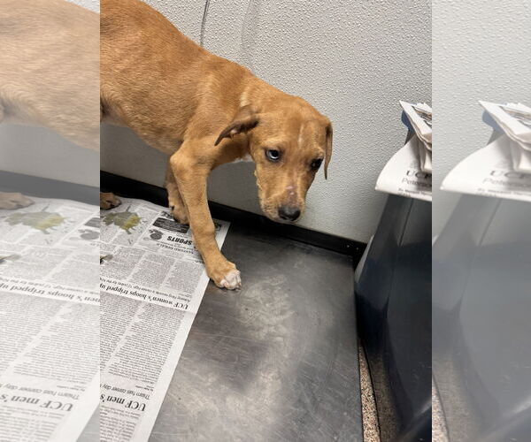 Medium Photo #9 Catahoula Leopard Dog-Unknown Mix Puppy For Sale in Sanford, FL, USA