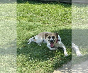 Angel - Female Anatolian Shepherd-Unknown Mix Dog for Adoption - Photo #4